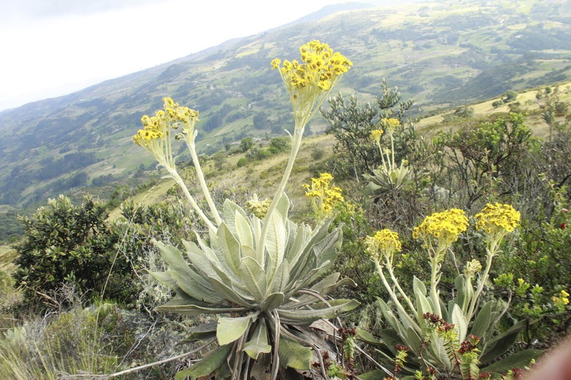Espeletia ramosa photo 6