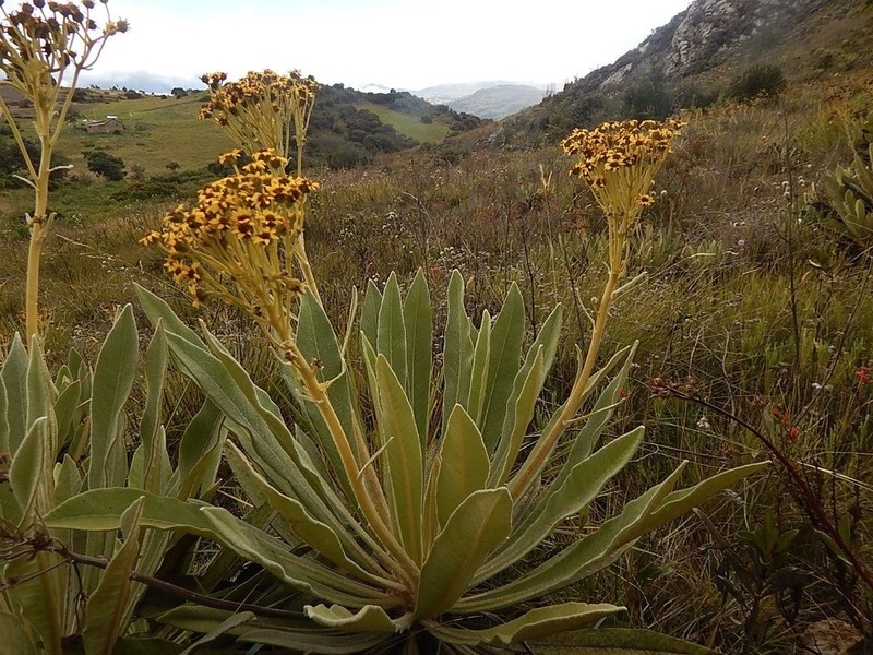 Espeletia ramosa photo 7