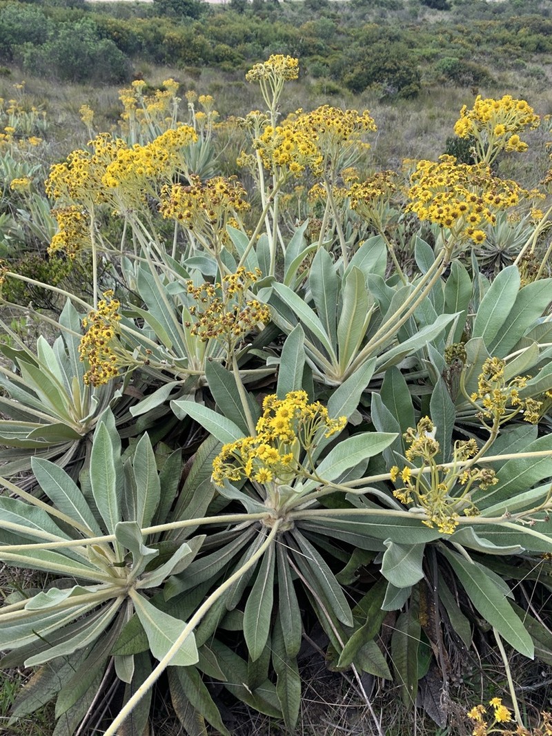 Espeletia ramosa photo 8
