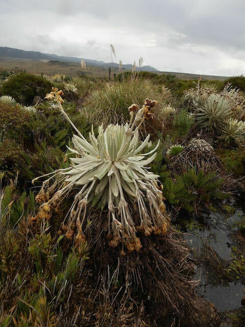 Espeletia raquirensis