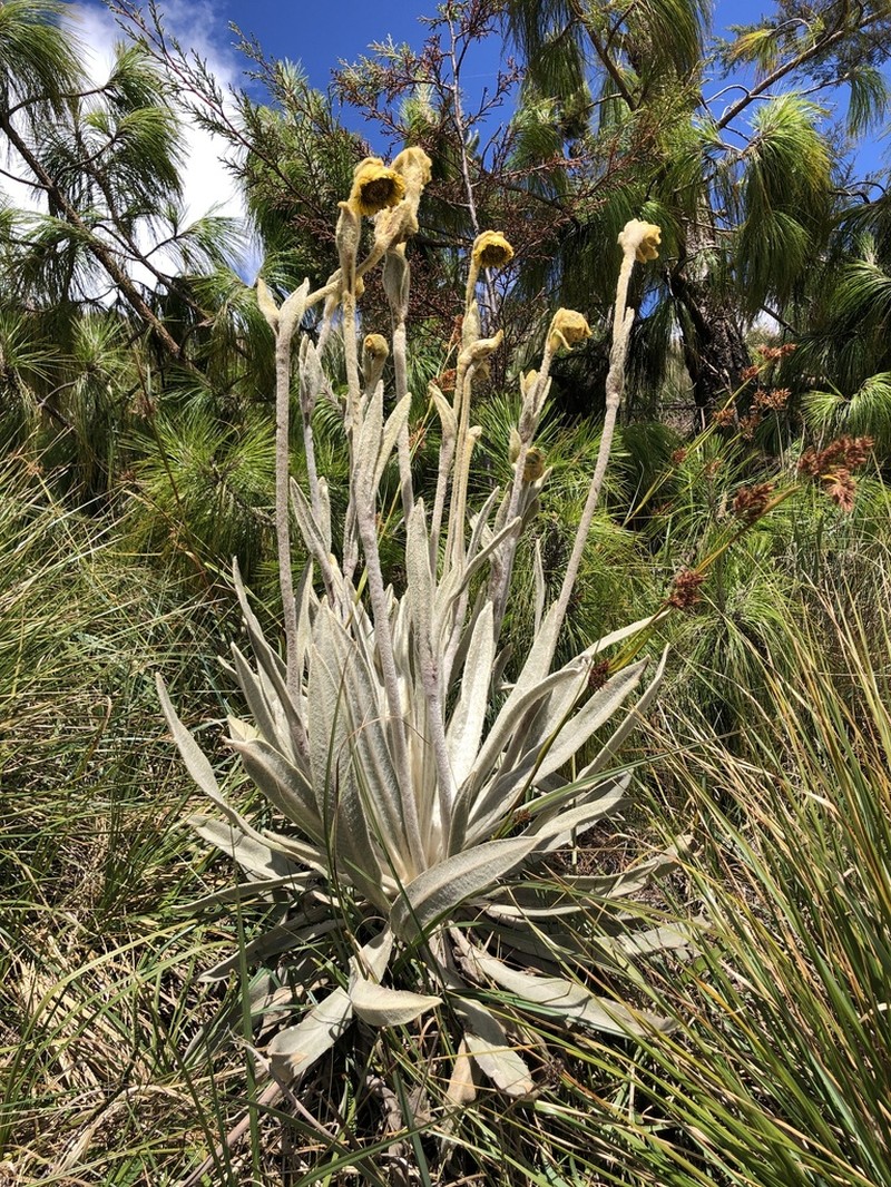 Espeletia roberti