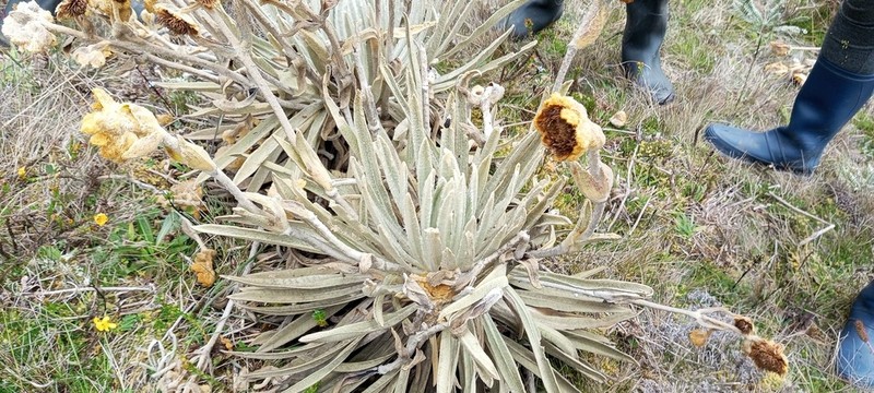 Espeletia roberti photo 2