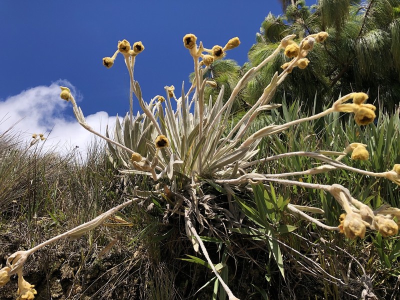 Espeletia roberti photo 3