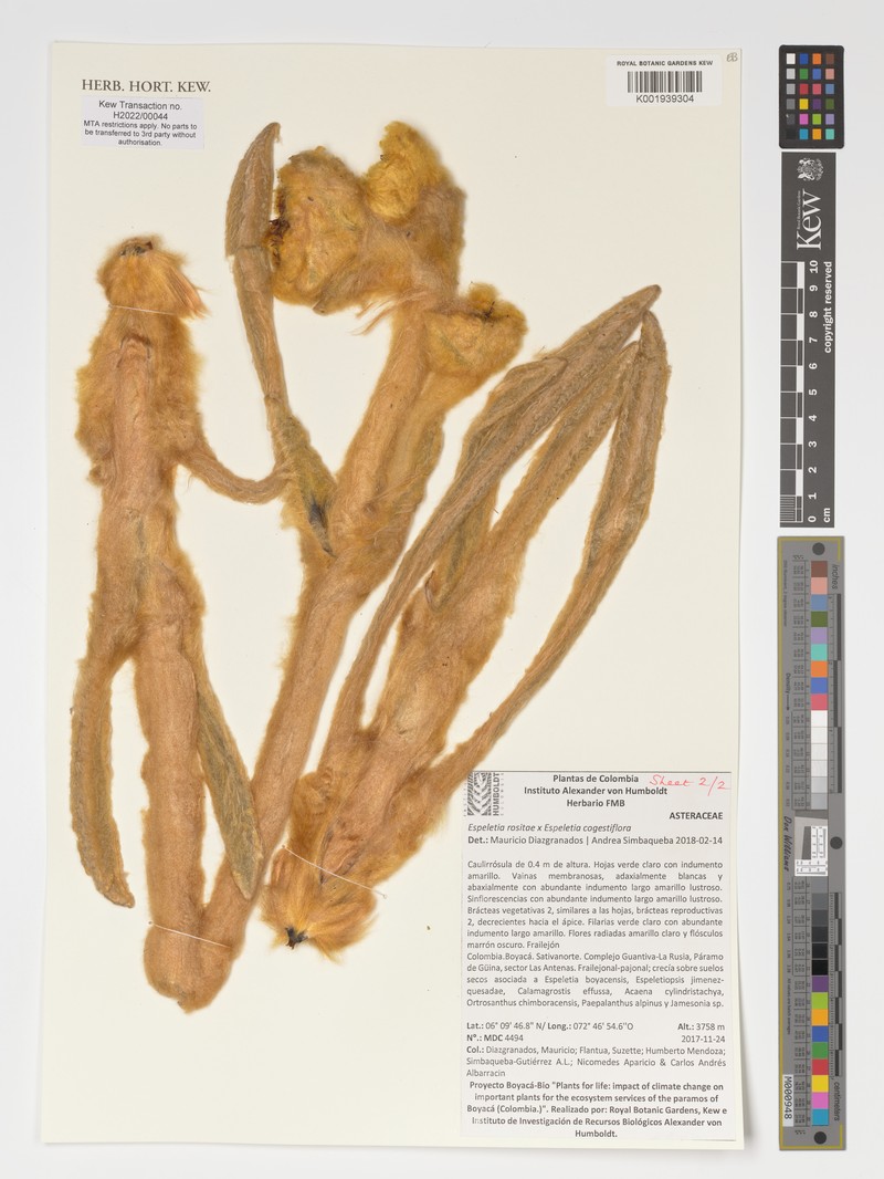Espeletia rositae