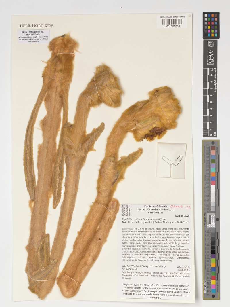 Espeletia rositae photo 2