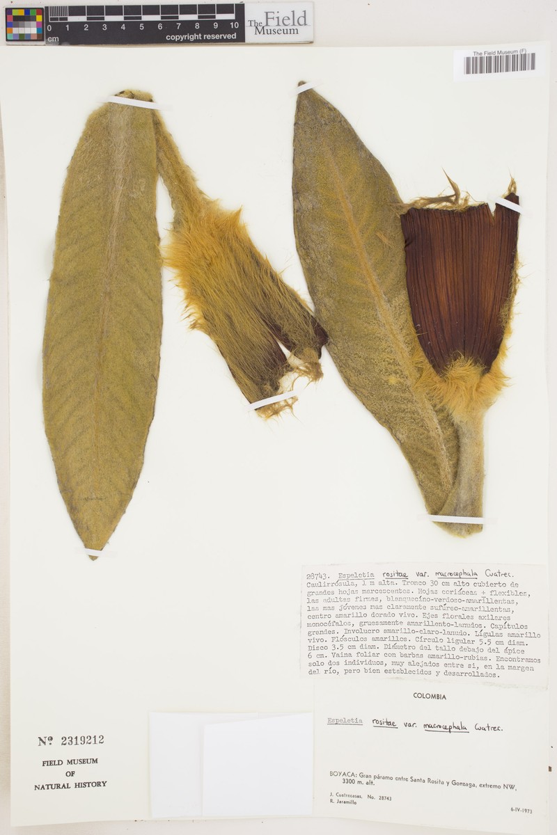 Espeletia rositae photo 3