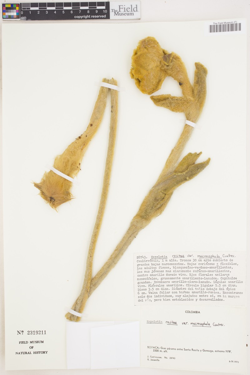 Espeletia rositae photo 4