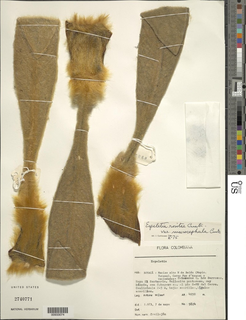 Espeletia rositae var. macrocephala photo 3