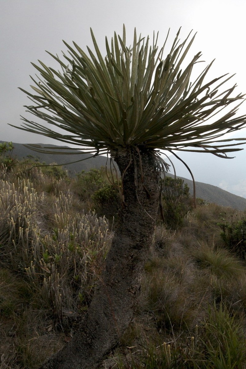 Espeletia ruizii