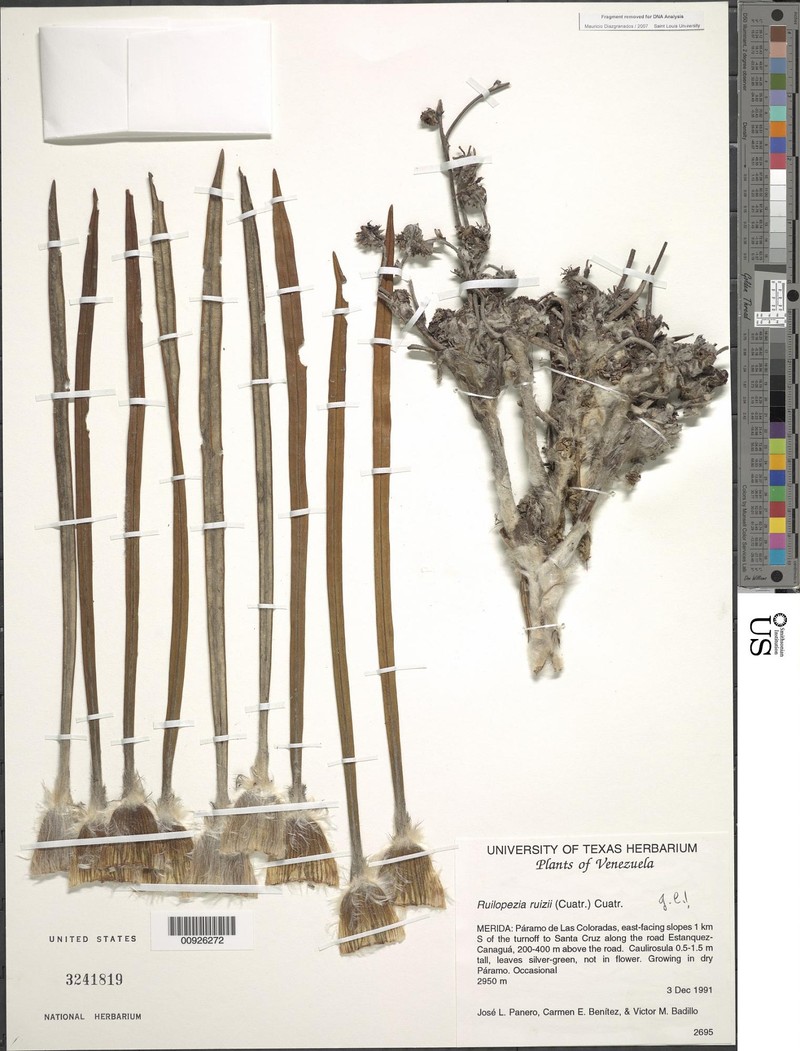 Espeletia ruizii photo 2