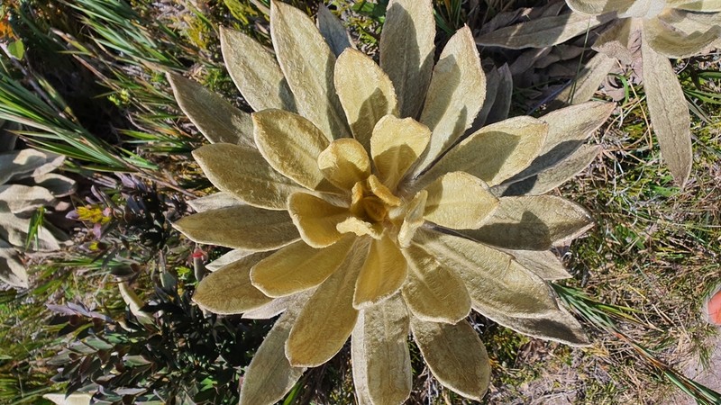 Espeletia saboyana