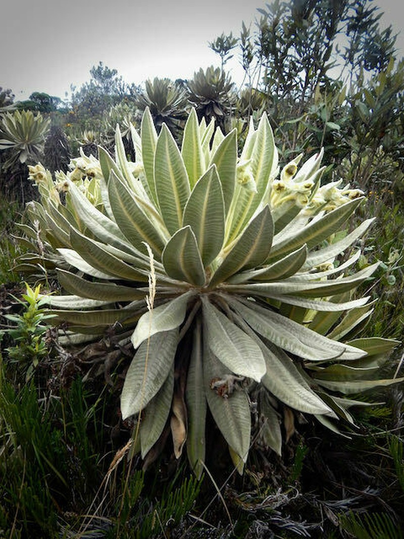 Espeletia saboyana photo 3