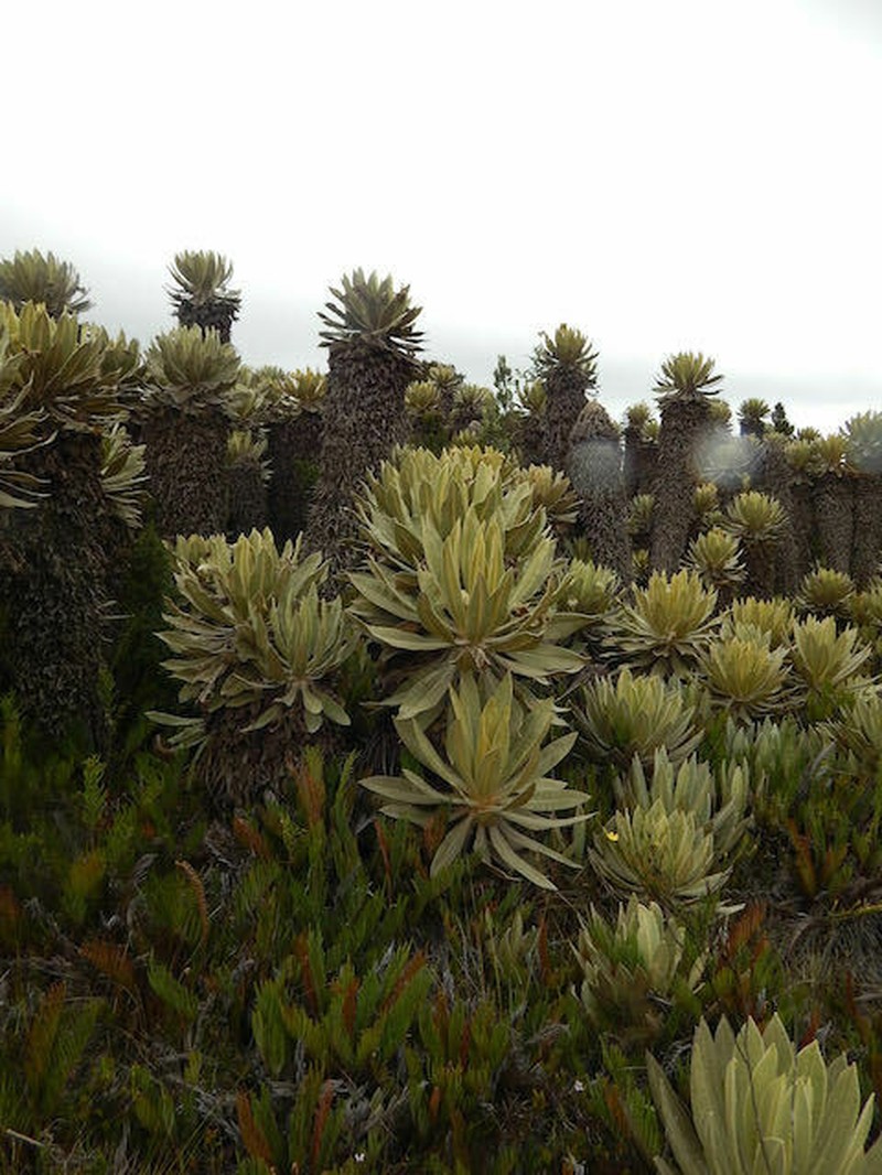 Espeletia saboyana photo 6