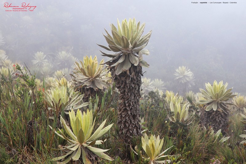 Espeletia saboyana photo 7