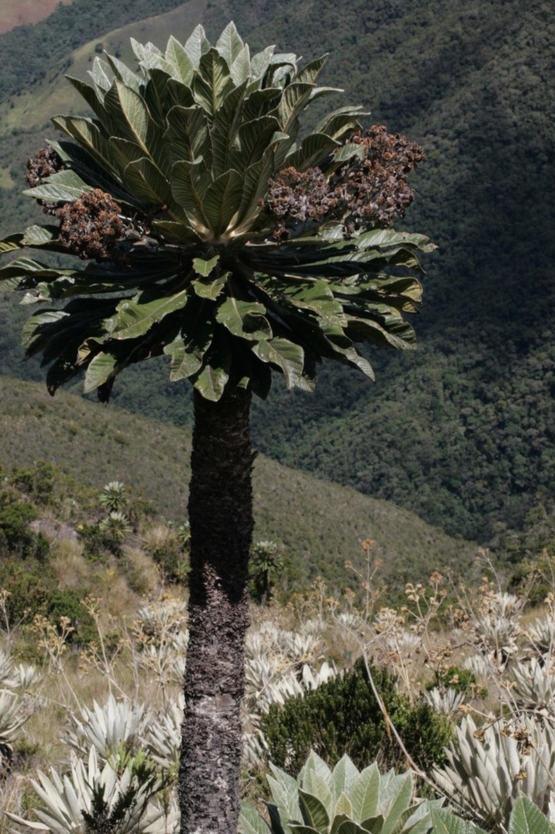 Espeletia sanchezii photo 3
