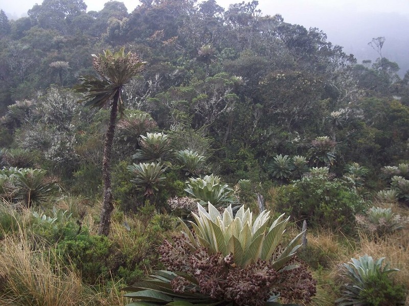 Espeletia sanchezii photo 4