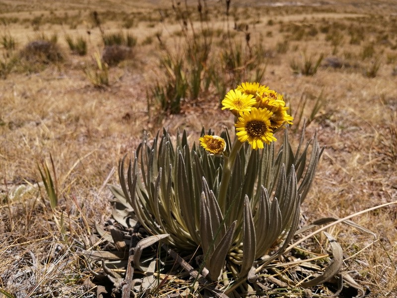 Espeletia santanderensis