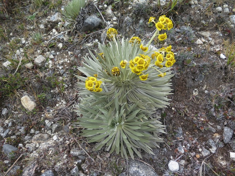 Espeletia santanderensis photo 2