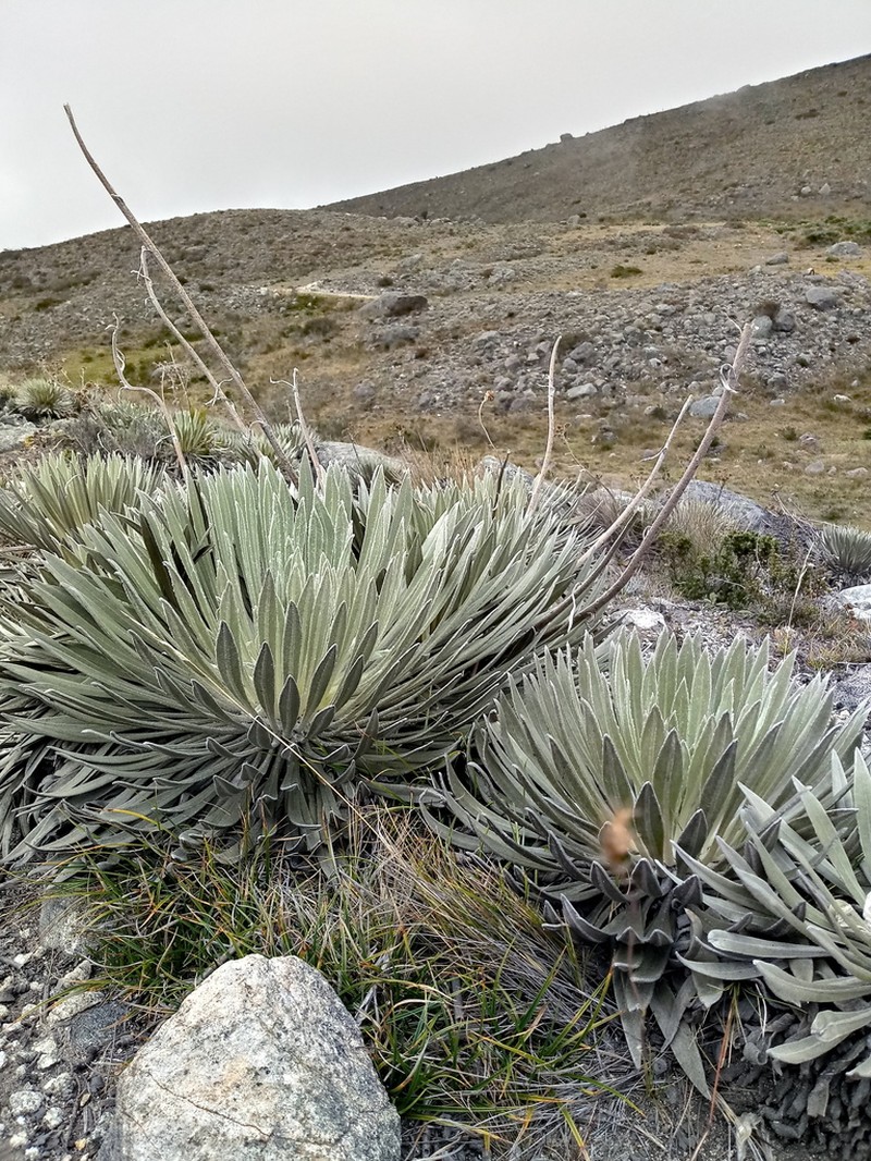 Espeletia santanderensis photo 3