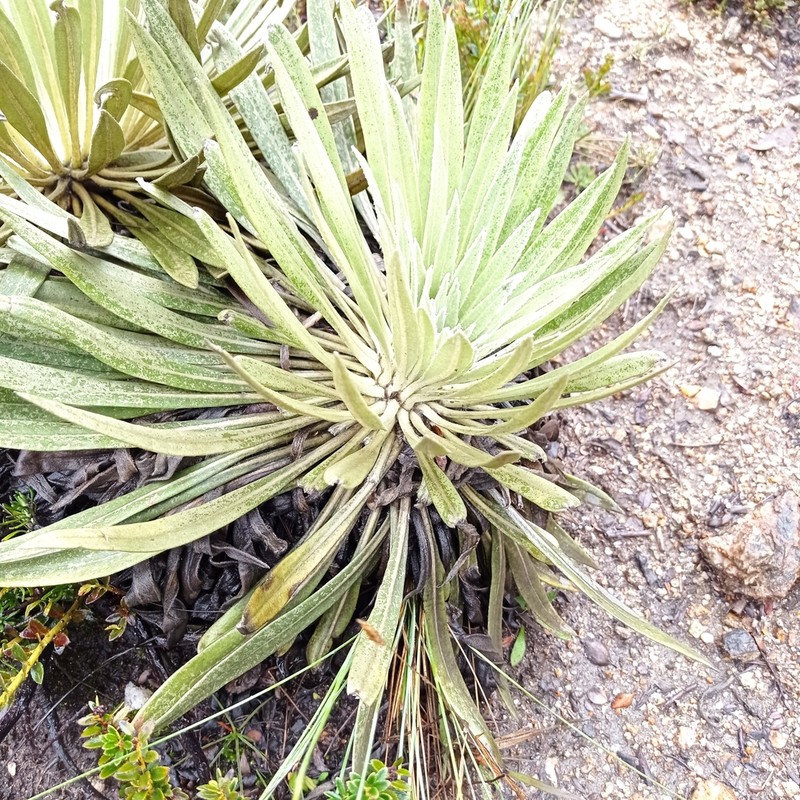 Espeletia santanderensis photo 4