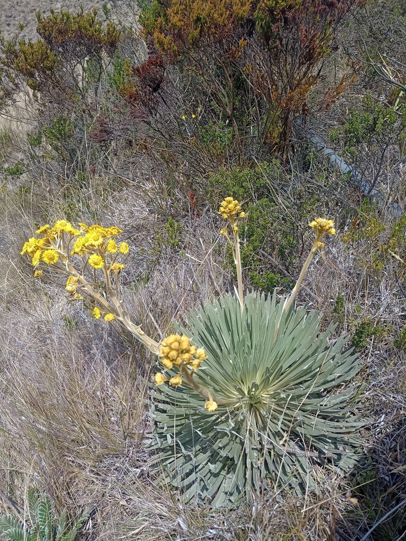 Espeletia santanderensis photo 5