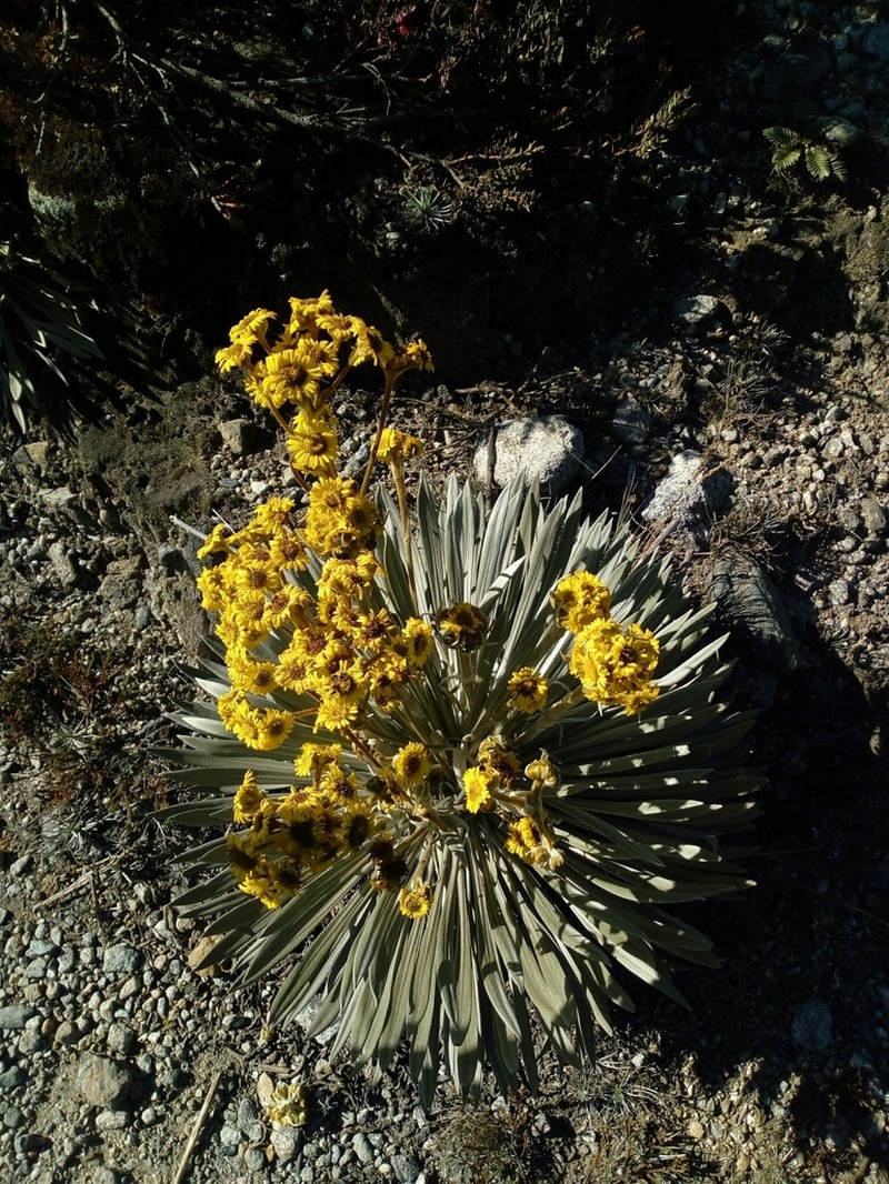 Espeletia santanderensis photo 6