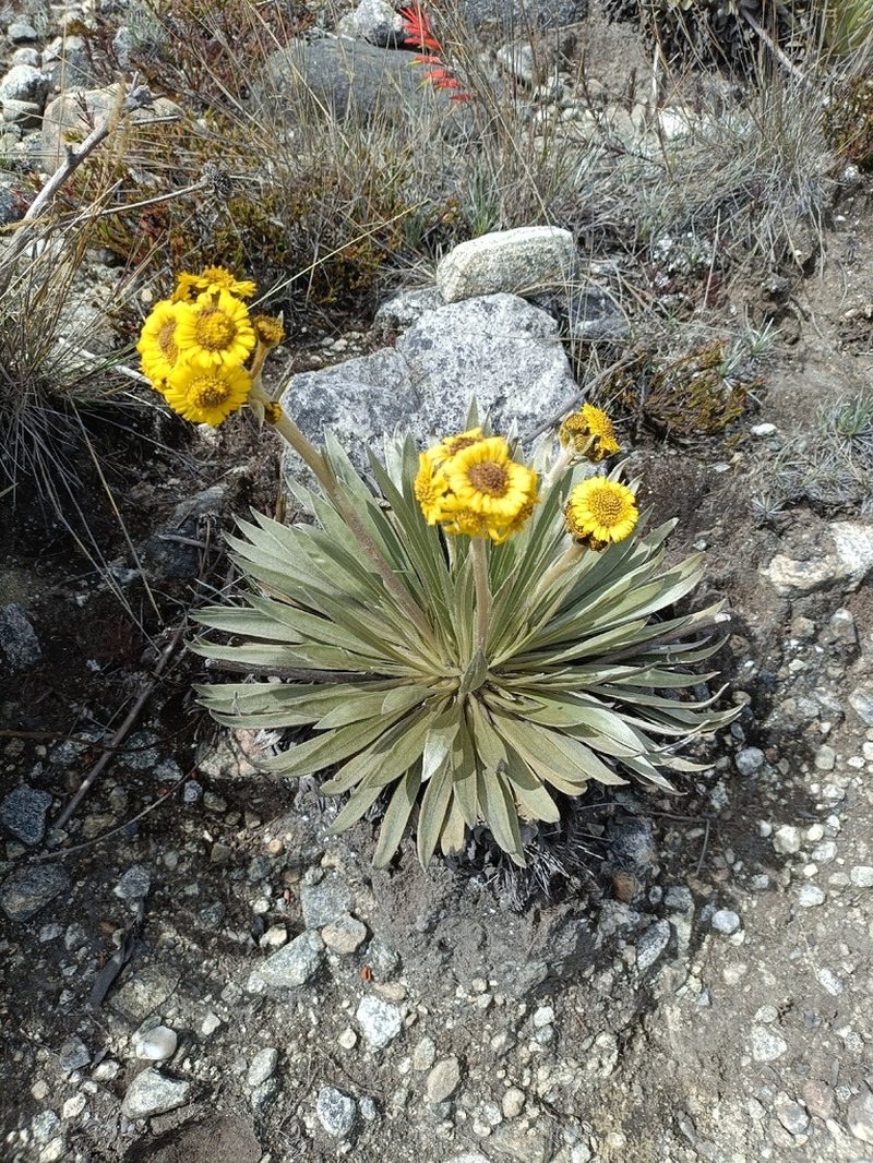 Espeletia santanderensis photo 7