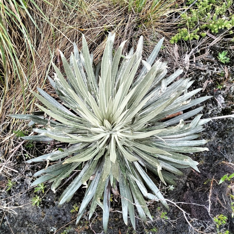 Espeletia santanderensis photo 8