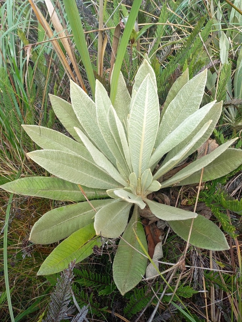 Espeletia schultesiana