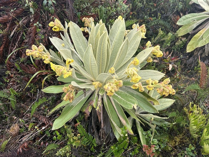 Espeletia schultesiana photo 2