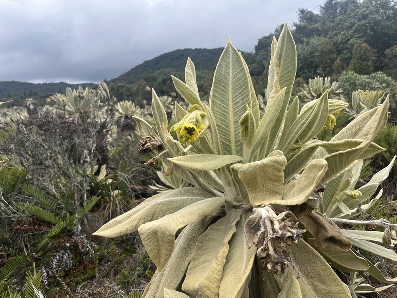 Espeletia schultesiana photo 3