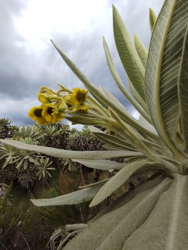 Espeletia schultesiana photo 4