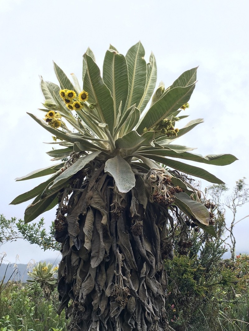 Espeletia schultesiana photo 5