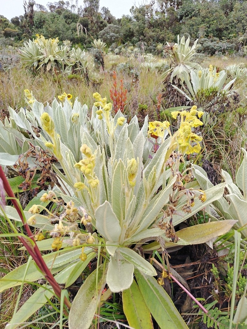 Espeletia schultesiana photo 7