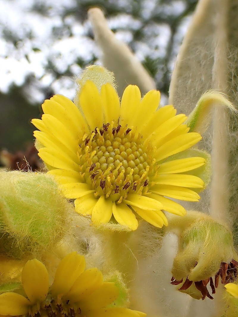 Espeletia schultesiana photo 8