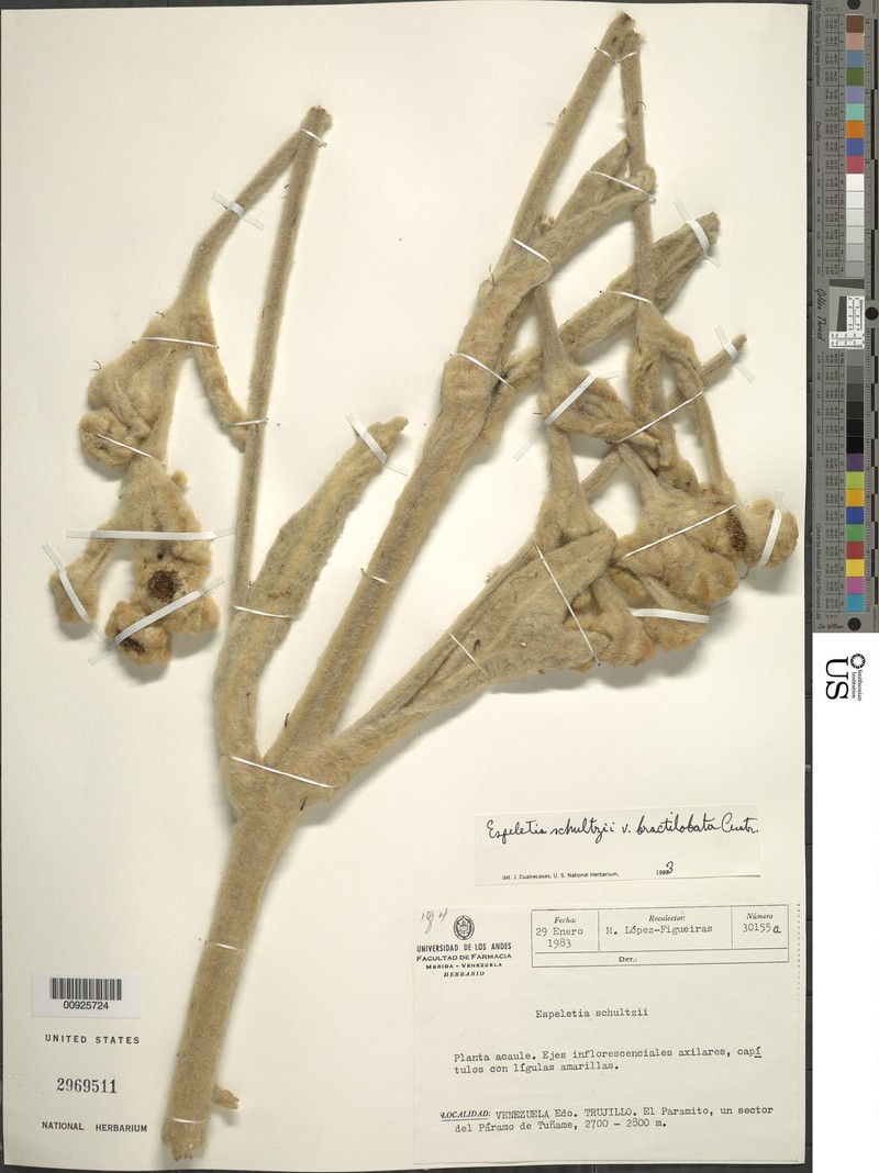 Espeletia schultzii var. bractilobata