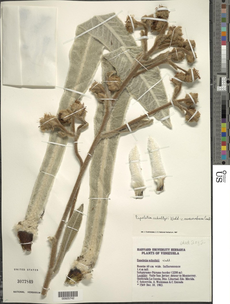 Espeletia schultzii var. mucurubana