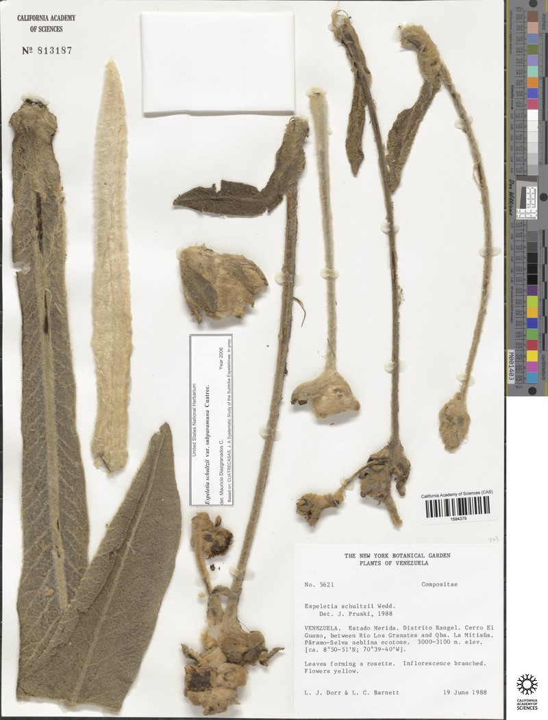 Espeletia schultzii var. subparamuna