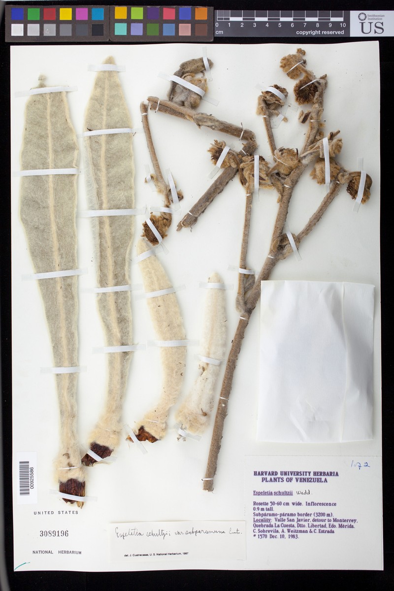 Espeletia schultzii var. subparamuna photo 2