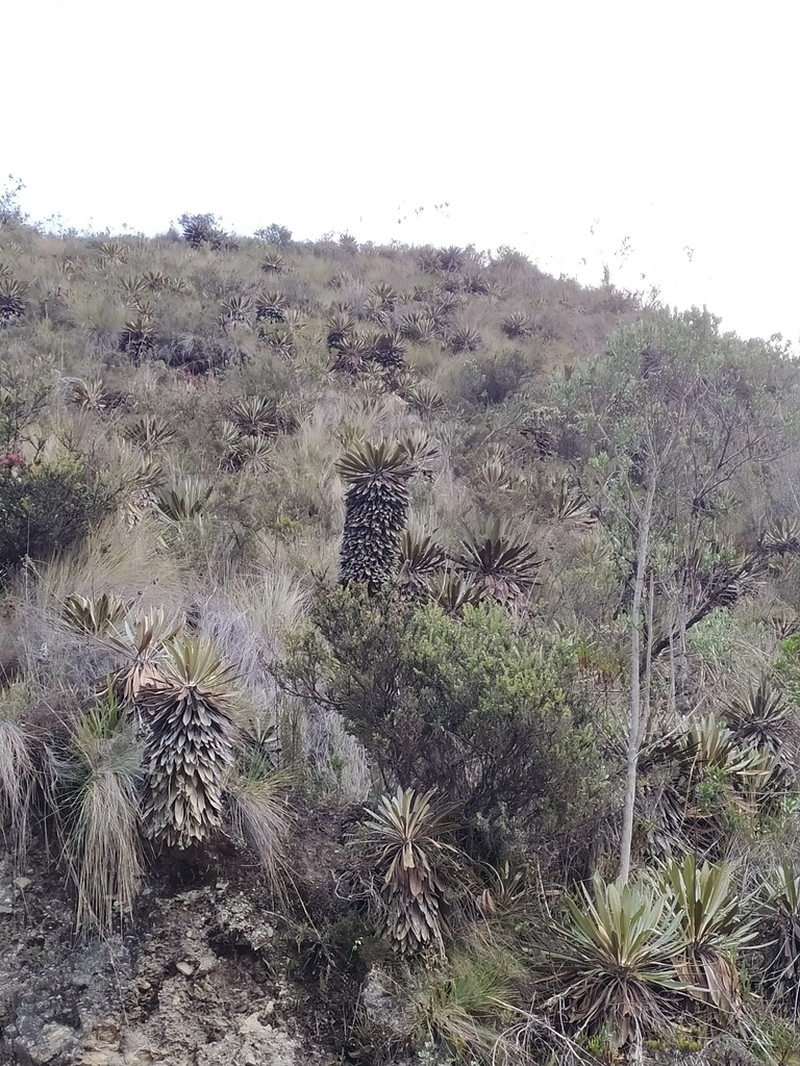 Espeletia sclerophylla