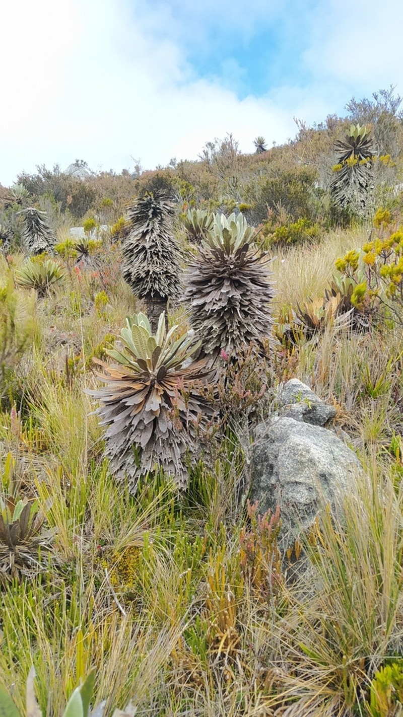 Espeletia sclerophylla photo 2