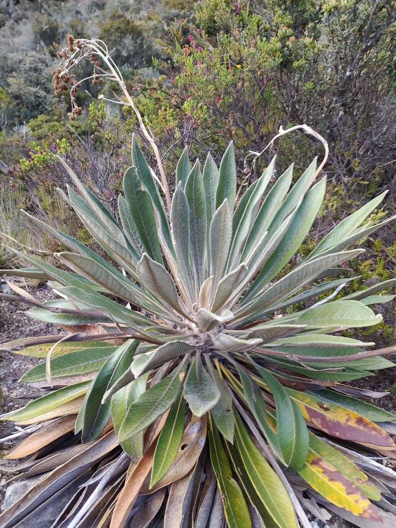 Espeletia sclerophylla photo 4