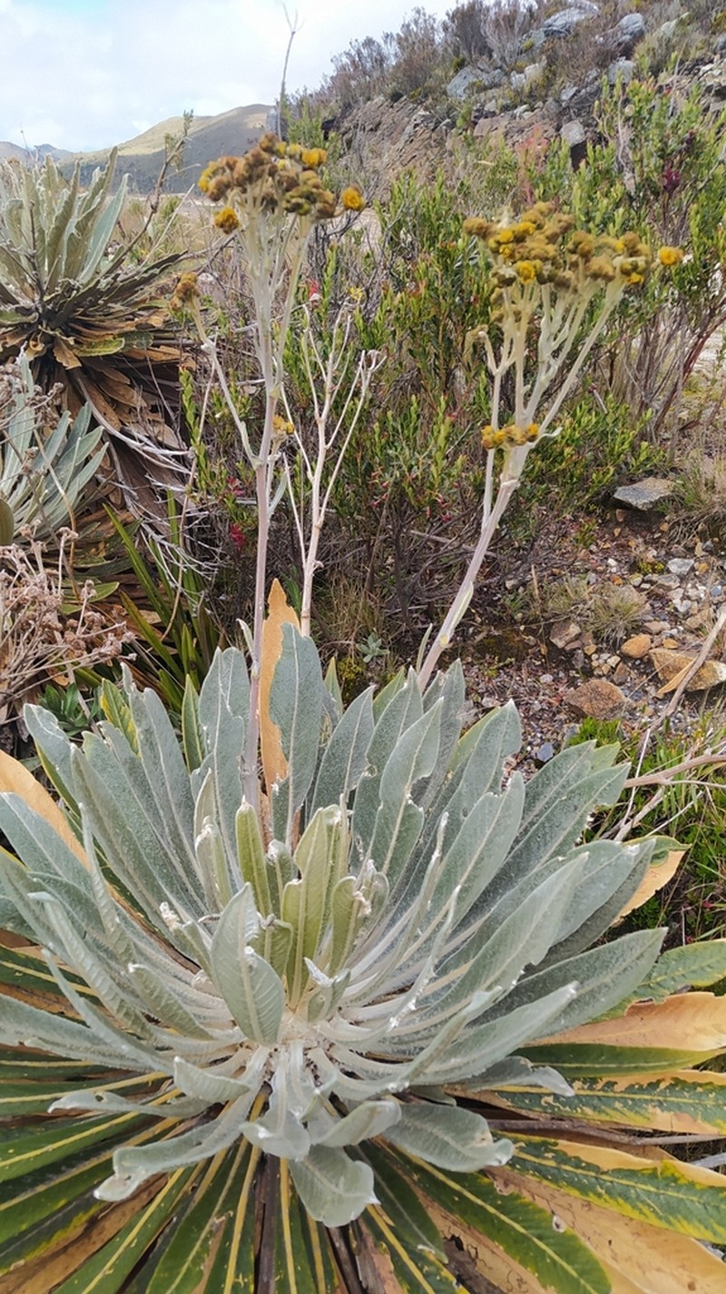 Espeletia sclerophylla photo 5