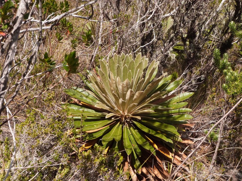 Espeletia sclerophylla photo 6