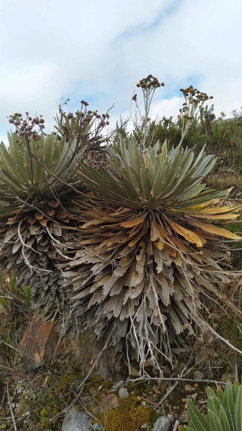Espeletia sclerophylla photo 7