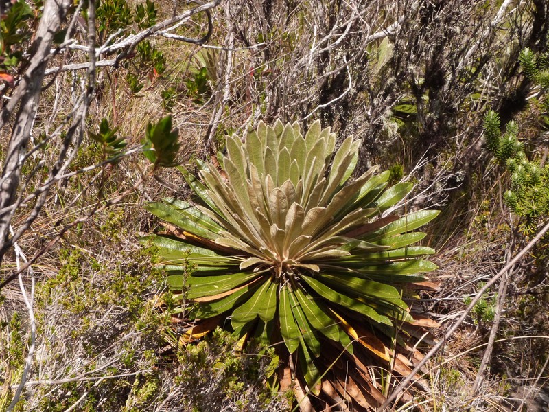 Espeletia sclerophylla photo 8