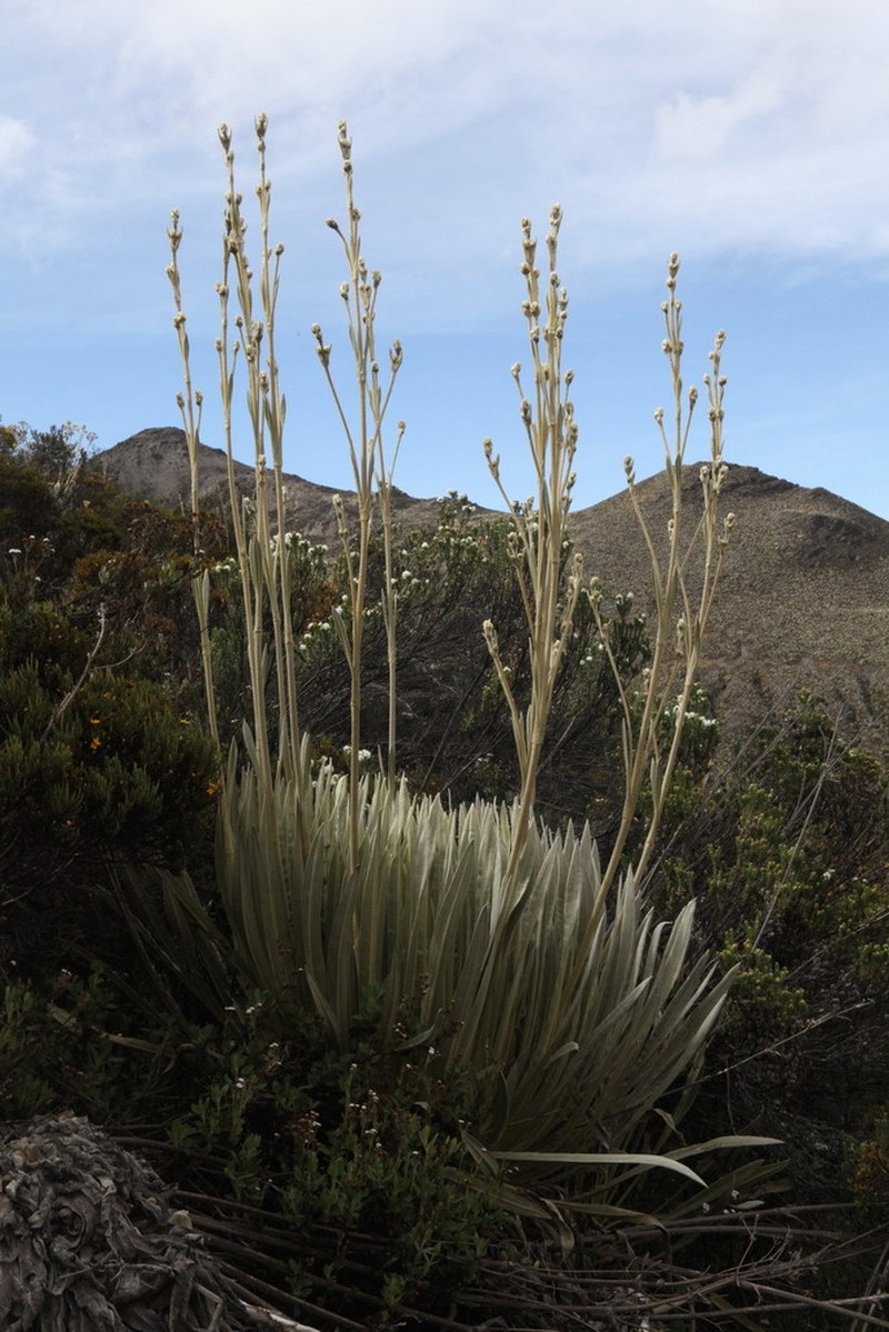 Espeletia semiglobulata