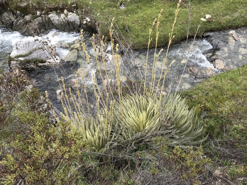 Espeletia semiglobulata photo 2