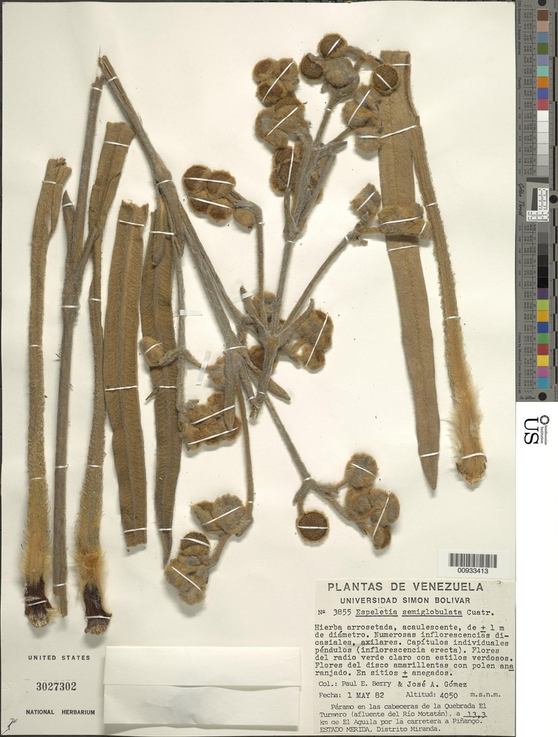 Espeletia semiglobulata photo 3
