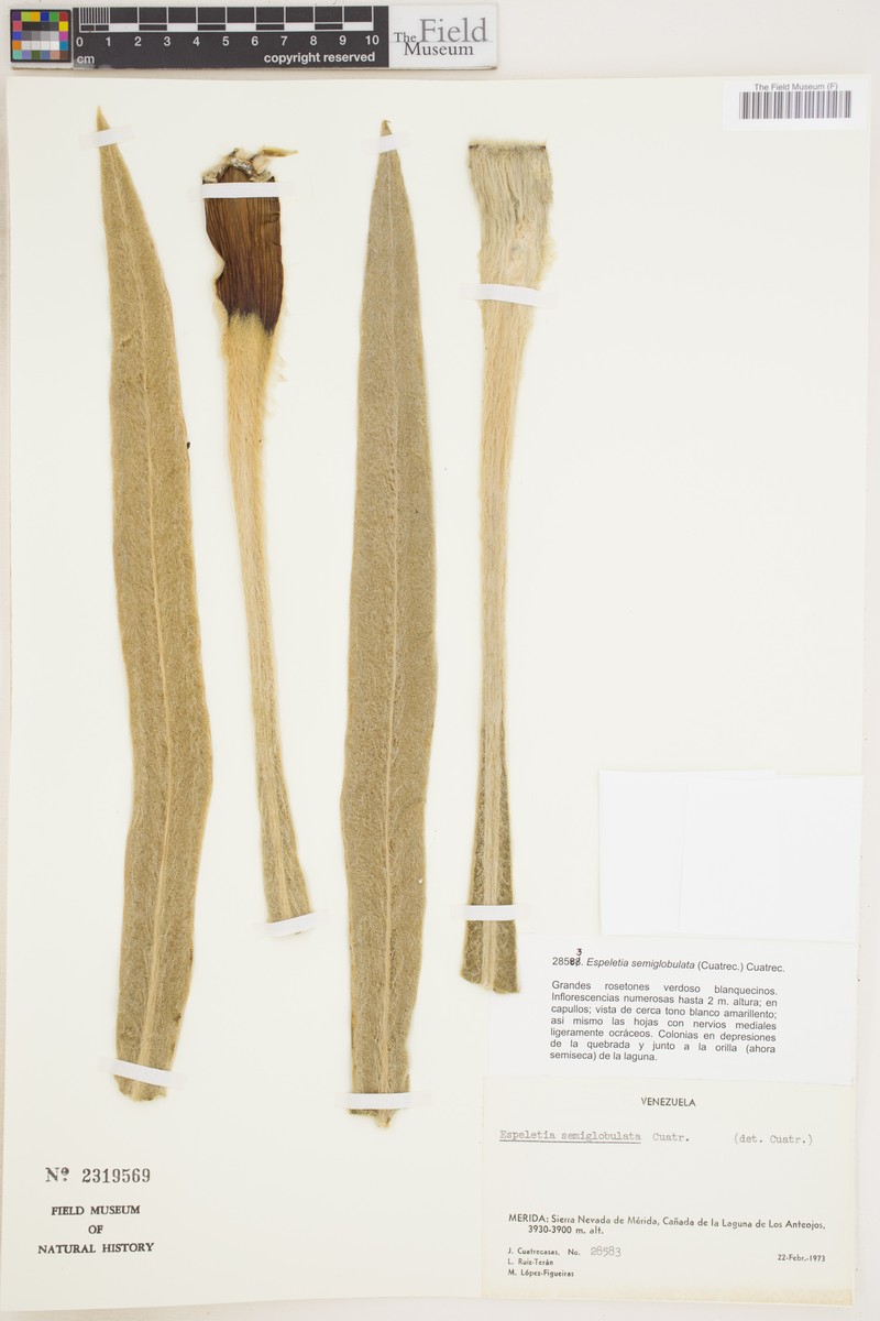 Espeletia semiglobulata photo 4